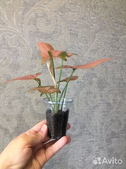 Сингониум, Сциндапсус Комнатные цветы