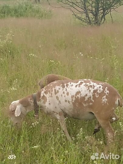 Катумские овцы и ярки