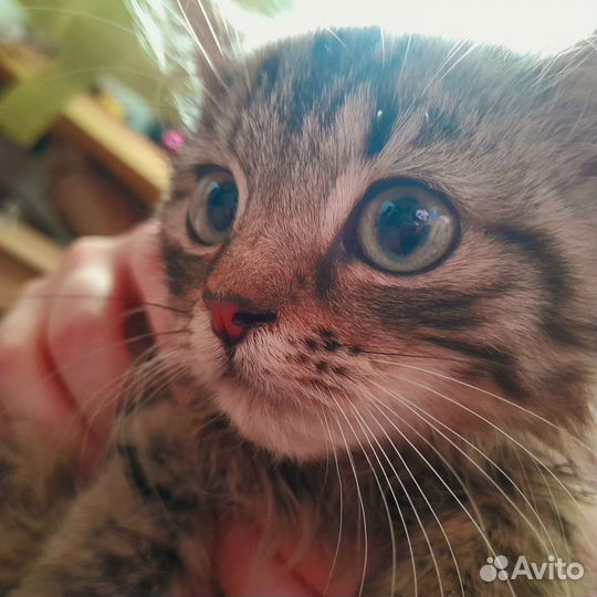 Котёнок сибирский лесной