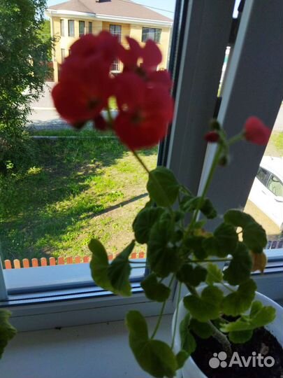 Пеларгония герань