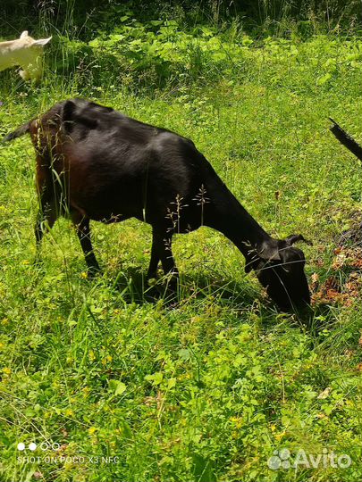 Козочки и козлы