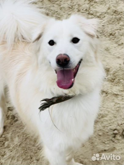 Собака в добрые руки