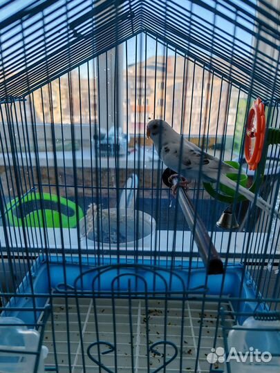 Волнистый попугай с клеткой