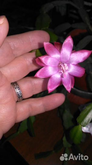 Декабрист шлюмбергера