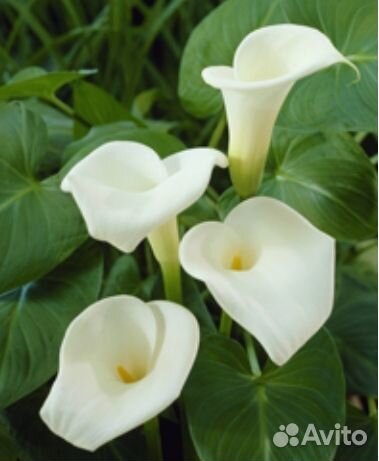 Калла эфиопская