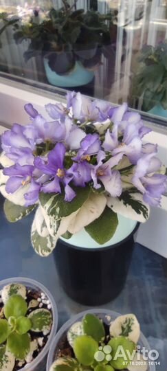 Детки миниатюрной фиалки