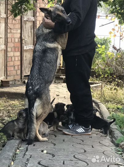 Немецкая овчарка