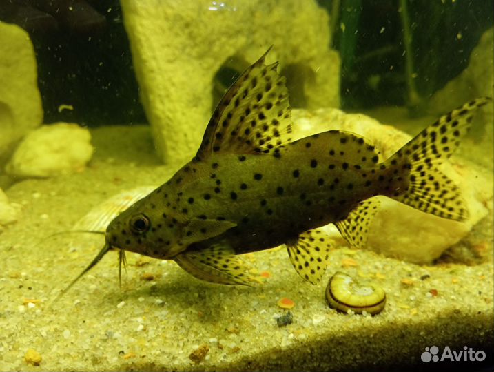 Ауратус меланохромис, Сом синодонтис(перевёртыш)