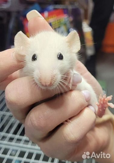 Крысы дамбо (Dumbo)