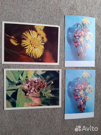 1968 - 1969 годы Цветы открытки чистые