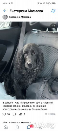 Нашли собаку