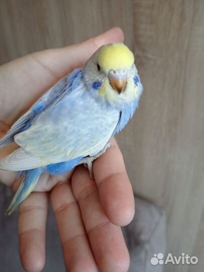 Птенцы волнистый попугай