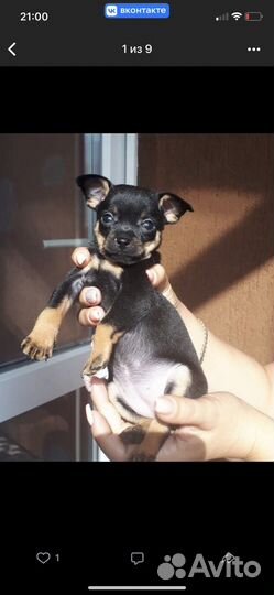 Собака порода той-терьер