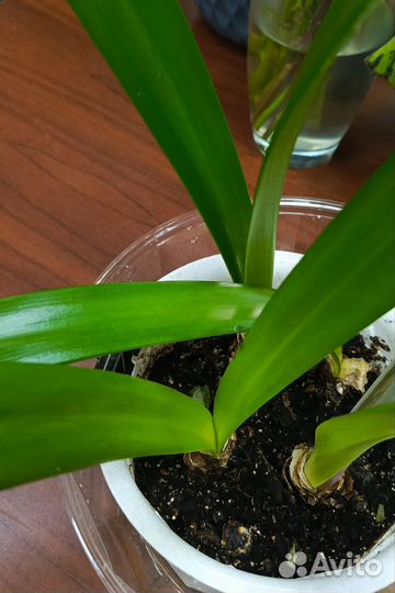 Гипераструм луковицы