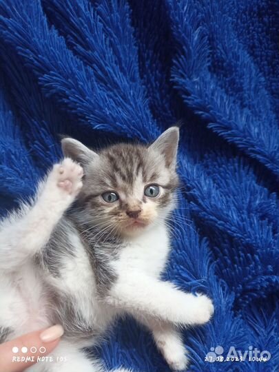 Шотландские котята