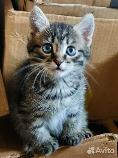 Отдам в добрые руки