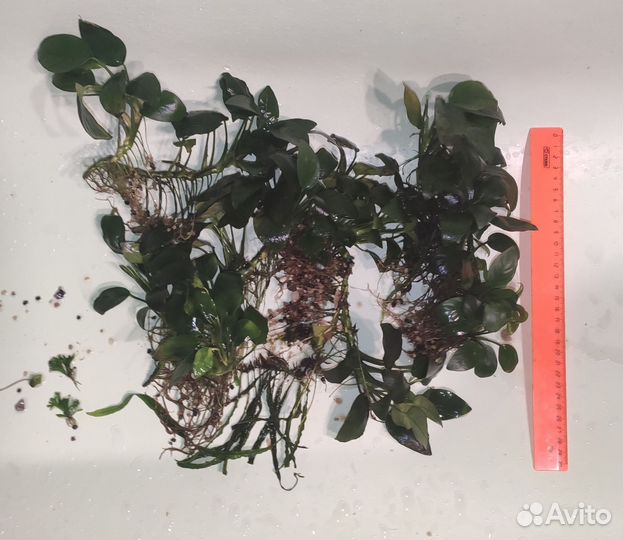 Аквариумные растения