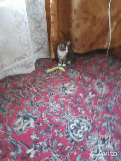 Кошки