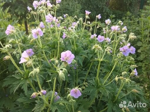 Герань садовая многолетняя
