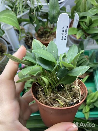 Орхидеи Masdevallia