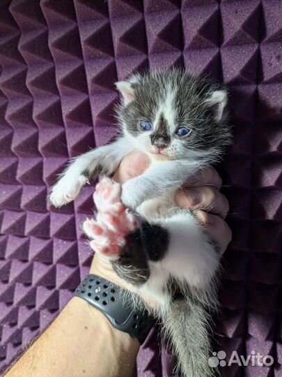 Кошка в дар