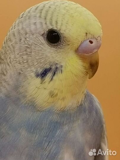 Птенцы волнистого попугая