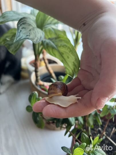 Улитки Архахатины Маргината Овум