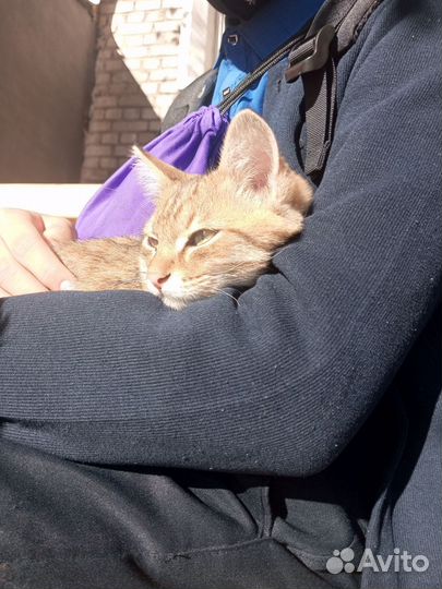 Котëнок мальчик