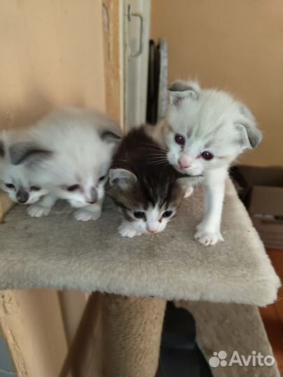 Котята в добрые руки