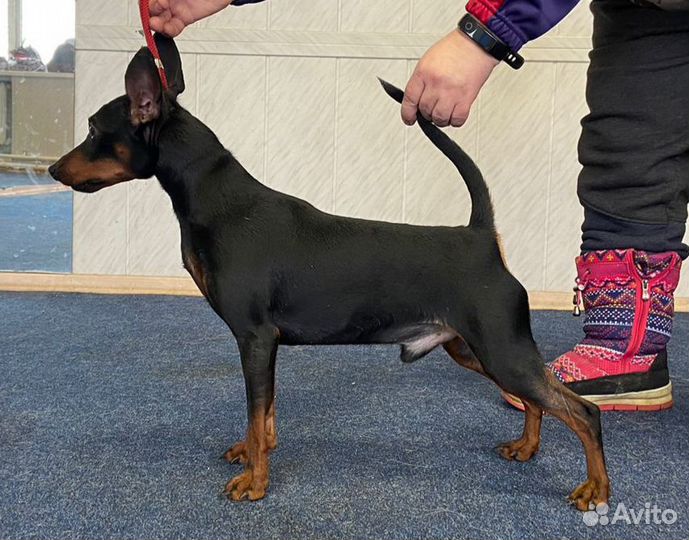 Цвергпинчер