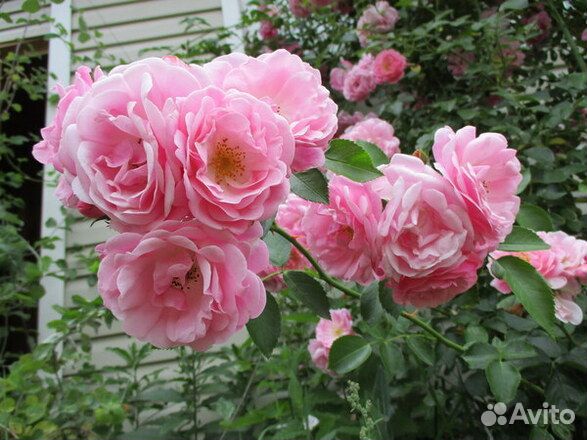 Розы садовые