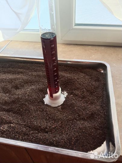 Огневка. Восковая моль.(Gallerya mellonella)