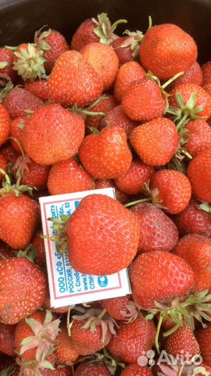 Саженцы клубники