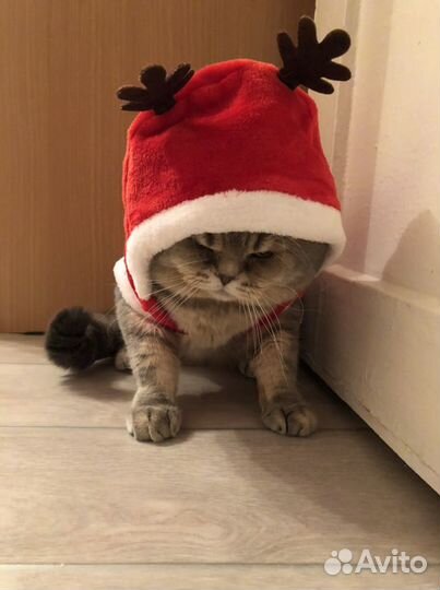 Шотландский котик ищет подружку