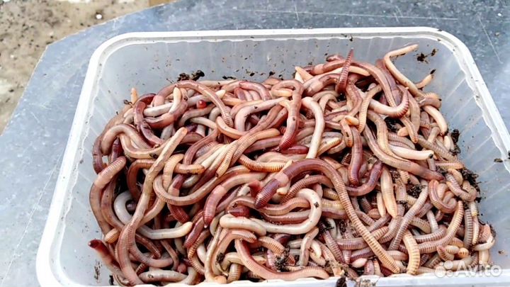 Черви для рыбалки дендробена