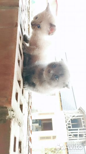 Кошки бесплатно
