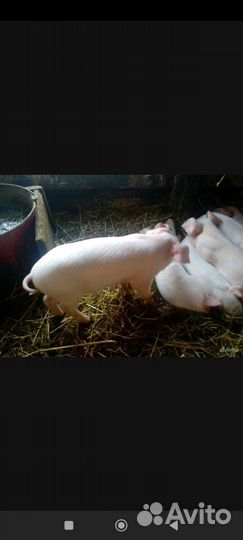 Поросята ландрас