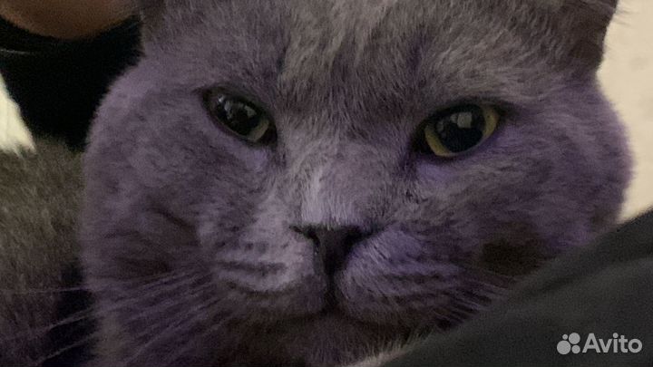 Британский вислоухий кот