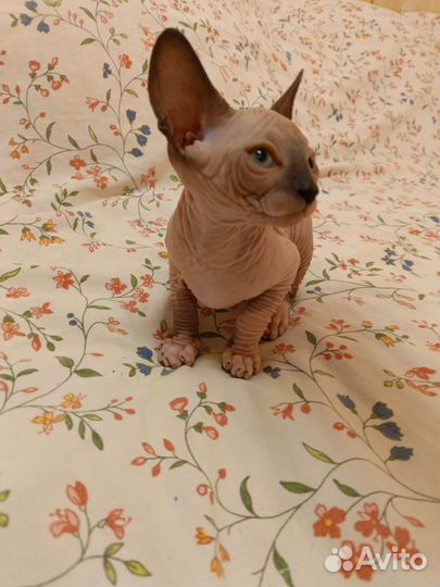 Канадский сфинкс