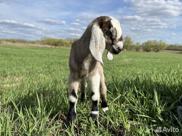 Англо нубийские козлята