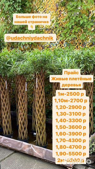 Плетеные деревья из ивы