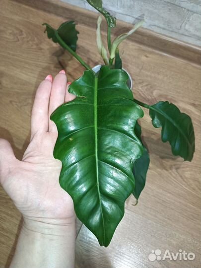 Филодендрон нарроу эскейп