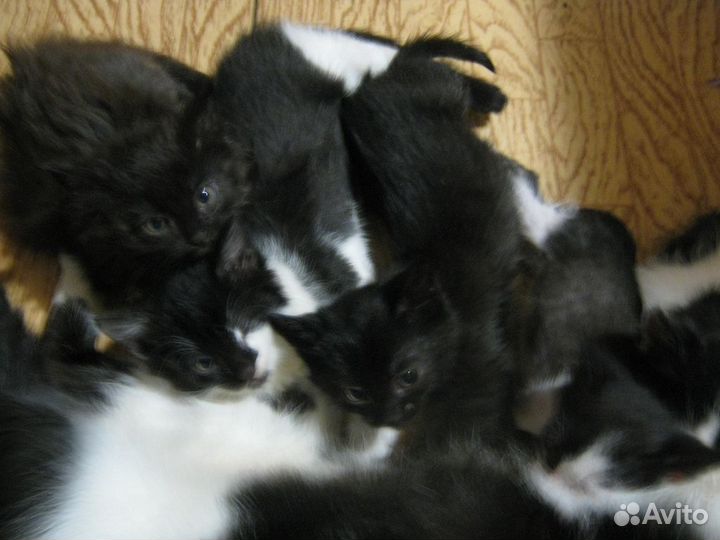 Котята мышеловы