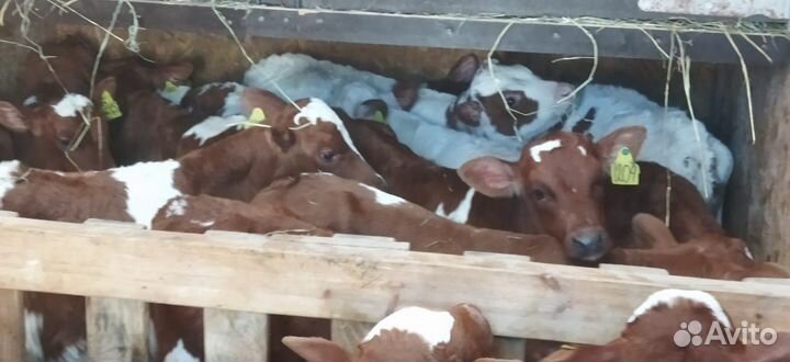 Телята бычки тёлки доставка бесплатная