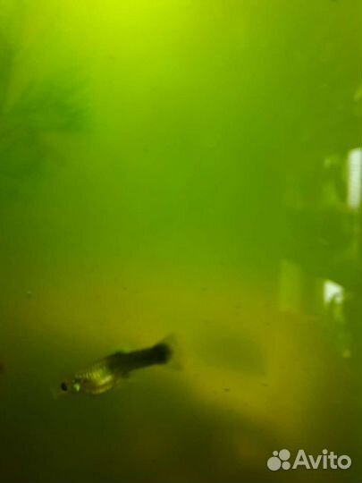 Аквариумные рыбки