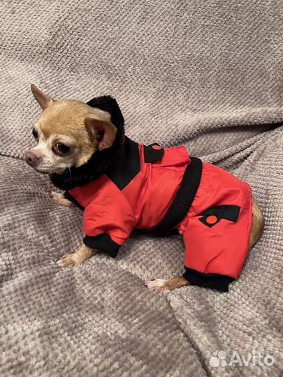 Одежда для маленьких собак