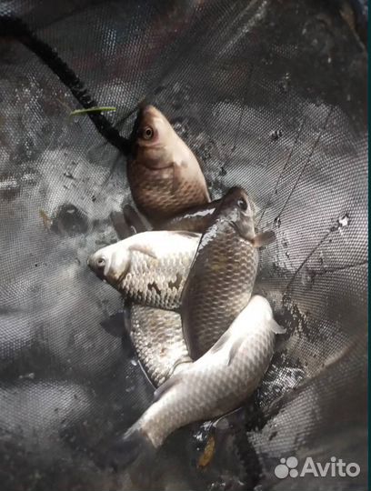 Малек Карася