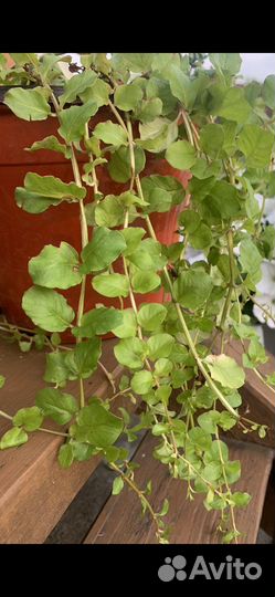 Вербейник монетчатый