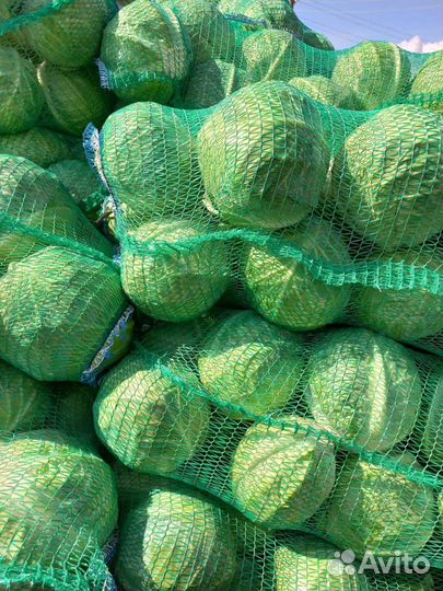 Капуста оптом