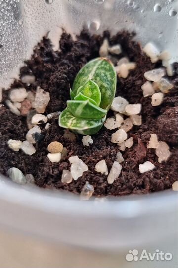 Суккулент. Гастерия вариегатная